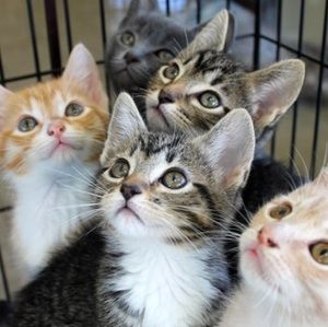 Meet your Posher, Liss